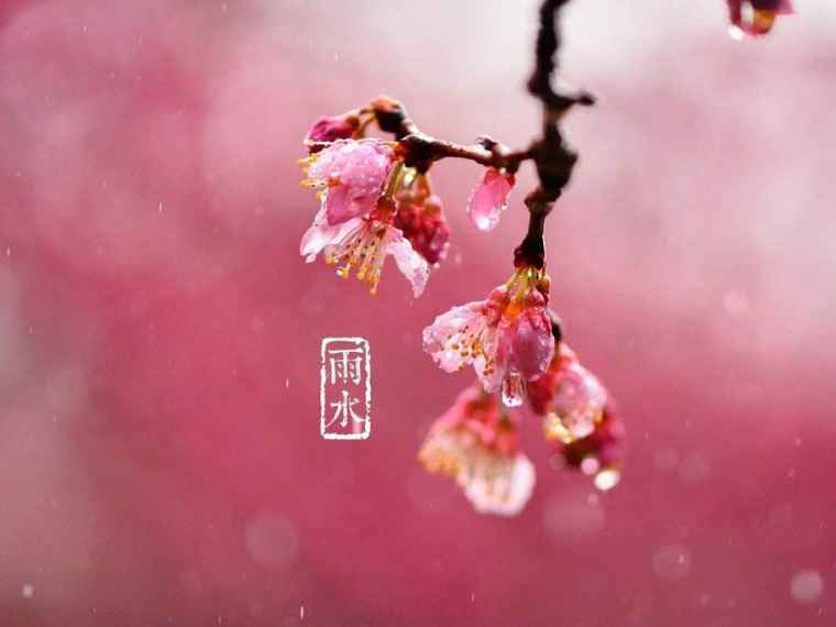 雨水节气习俗有哪些 雨水节气有哪些民间习俗