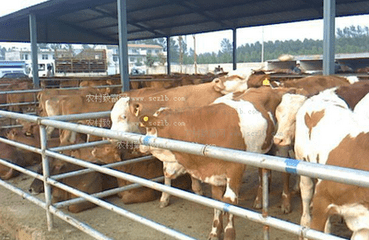 优质肉牛饲养技术_优质肉牛饲养要点