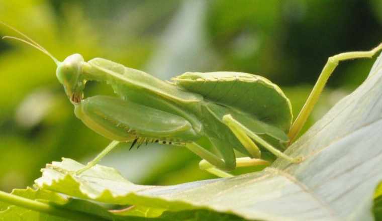 人教版生物八年级上册期末测试题