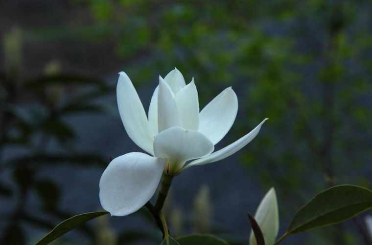 小学生观察花卉日记