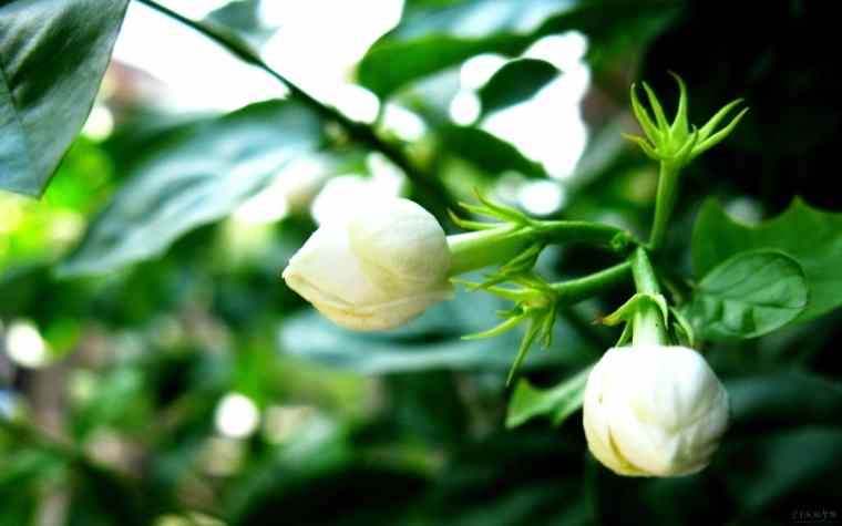 各种节日送什么花