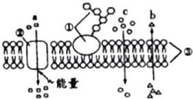 高中生物必修一第四章练习试卷