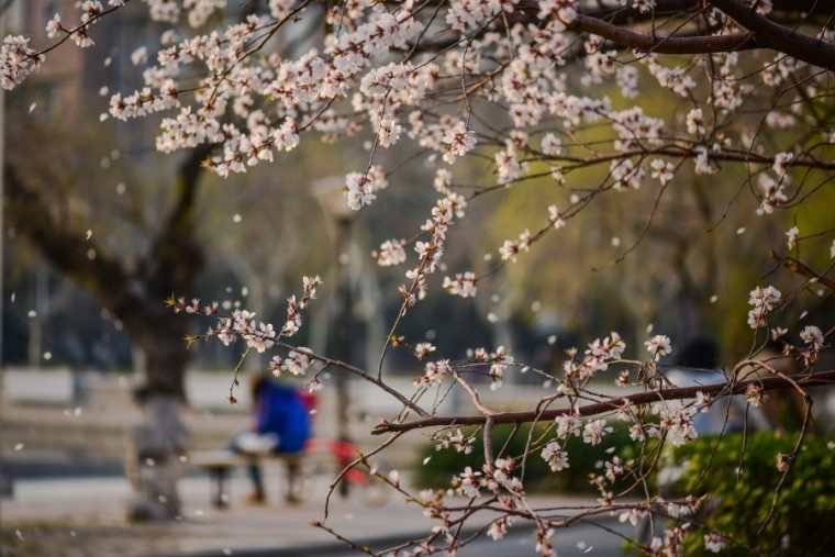 春日周末短信问候客户 春天周末短信发客户