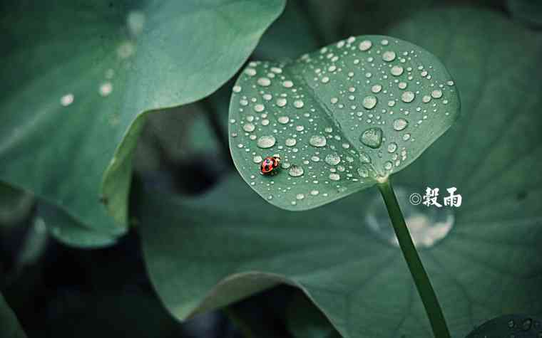 谷雨带字图片大全_谷雨时节图片_24节气谷雨图片