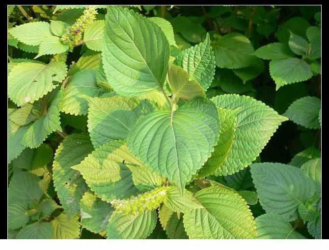 苏子种植方法_苏子种植技巧