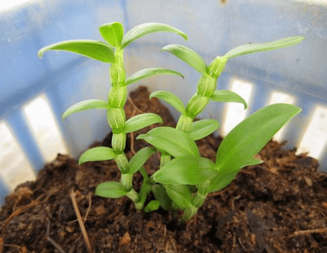 天康石斛种植方法_天康石斛怎么种植