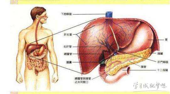 肝硬化怎么治疗