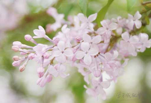 丁香花花语含义