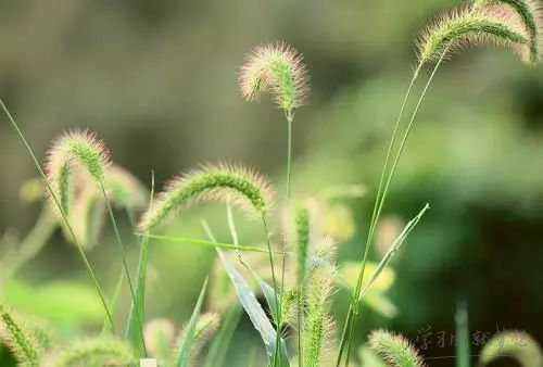 代表暗恋的花