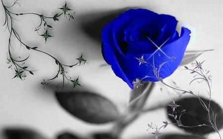 蓝玫瑰花语 蓝玫瑰代表什么意思
