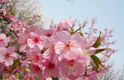 2017上海春游赏樱花好去处