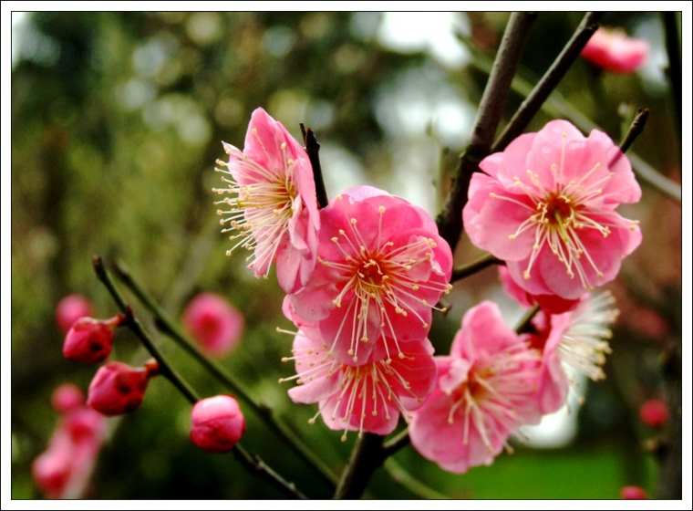 2017清明节上海赏花攻略