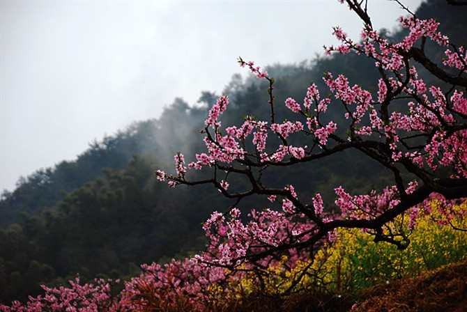 2017清明节杭州踏青赏花好去处