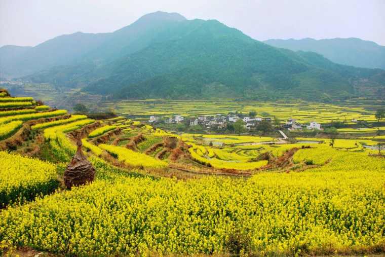 2017婺源江岭观赏油菜花攻略