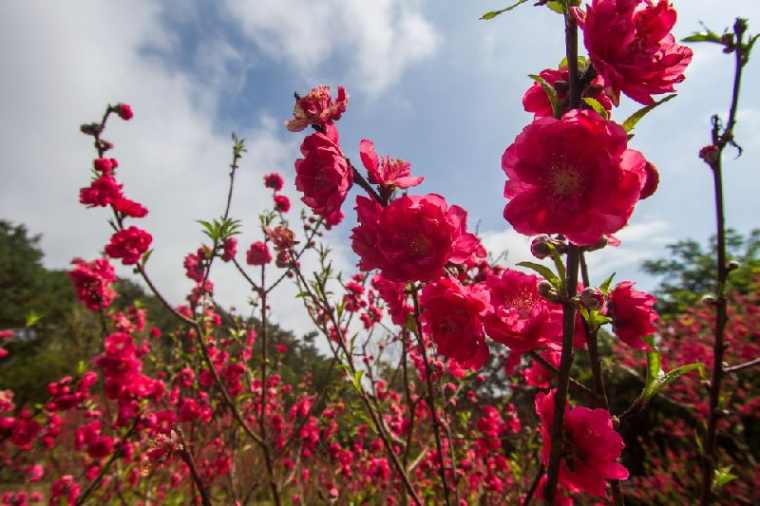 2017南宁青秀山赏花攻略