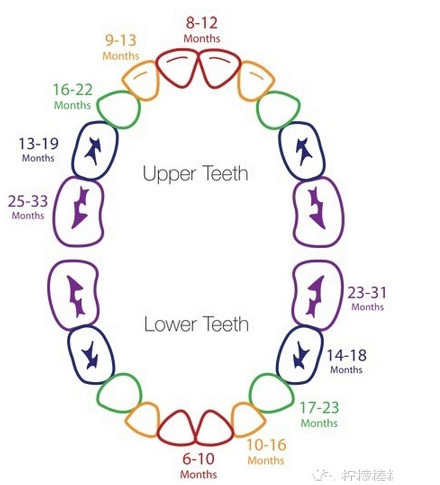 宝宝长牙顺序图
