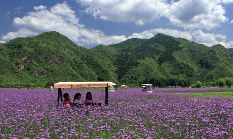 清明北京观光赏花佳地推荐