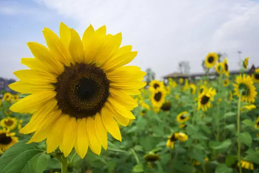 广东游玩赏花景点介绍