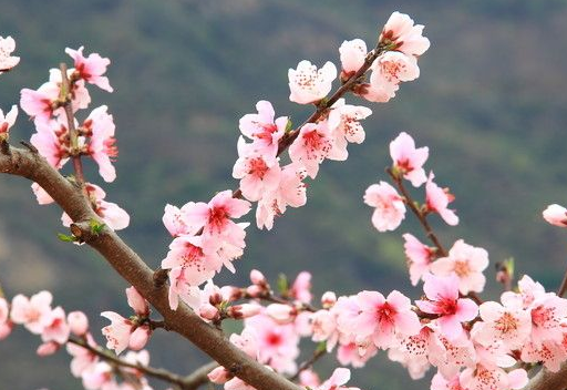 广东游玩赏花景点介绍