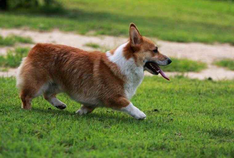 怎么给柯基犬驱除螨虫