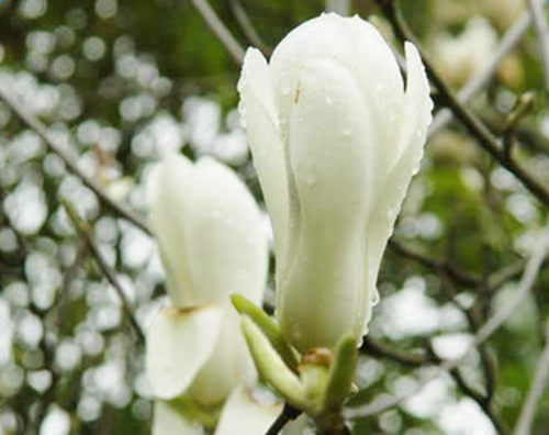 白兰花的花语是什么