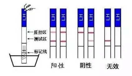 排卵期计算方法