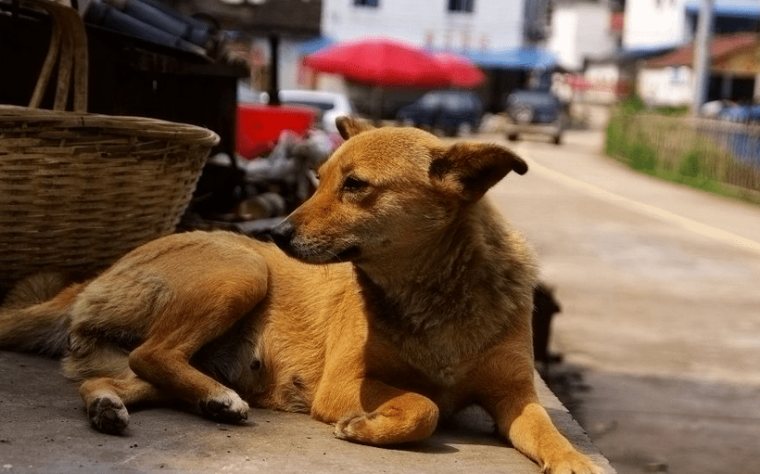 如何饲养中华田园犬幼犬